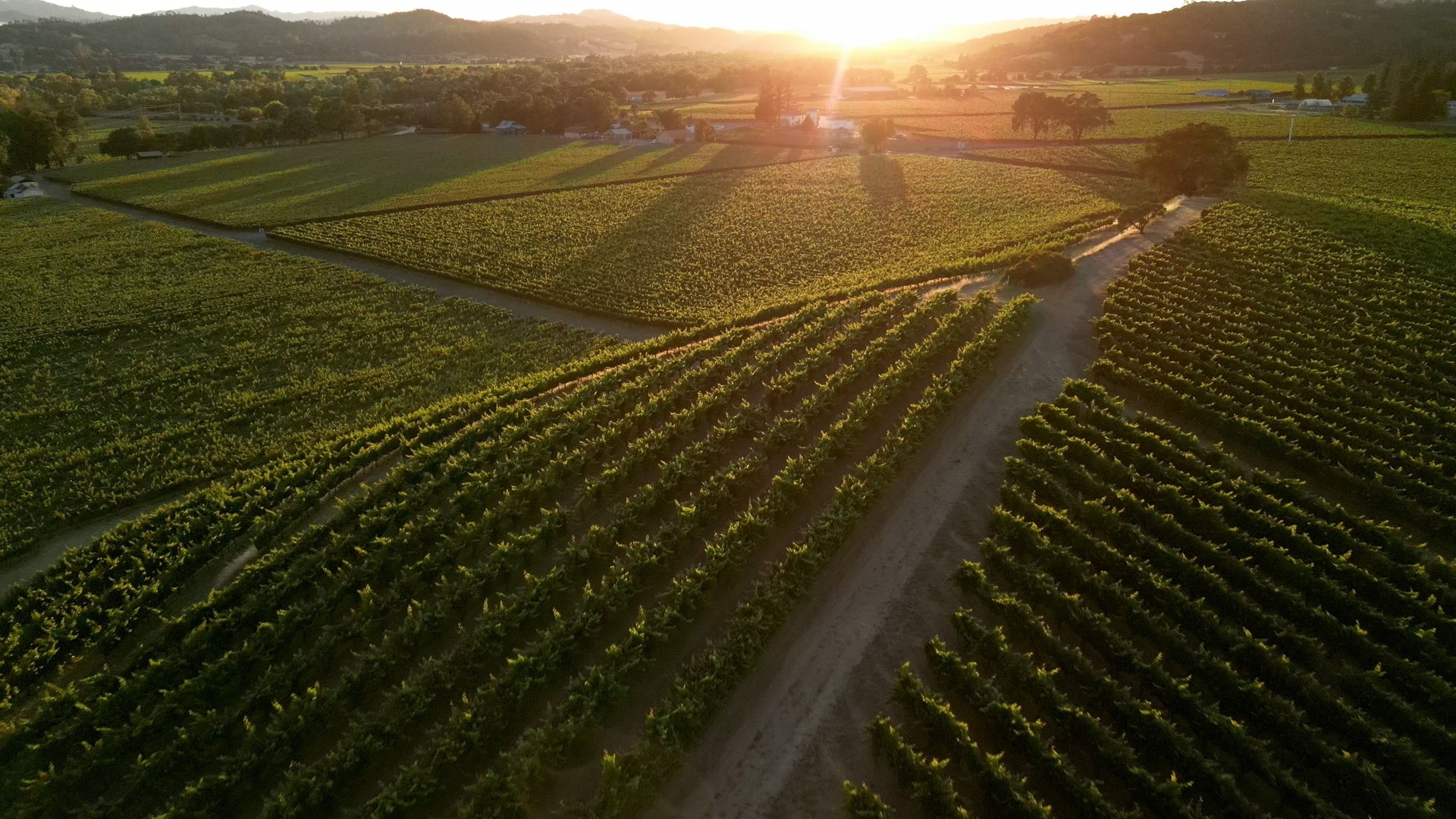 Aerial views of Vineyards at sunset in Sonoma county, Northern California Aerial views of Vineyards at sunset in Sonoma county, Northern California